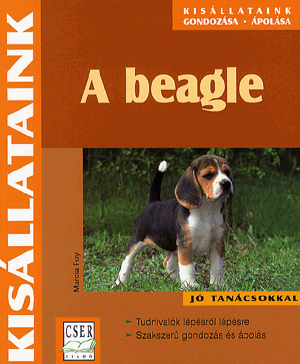 A beagle - Marcia Foy | 