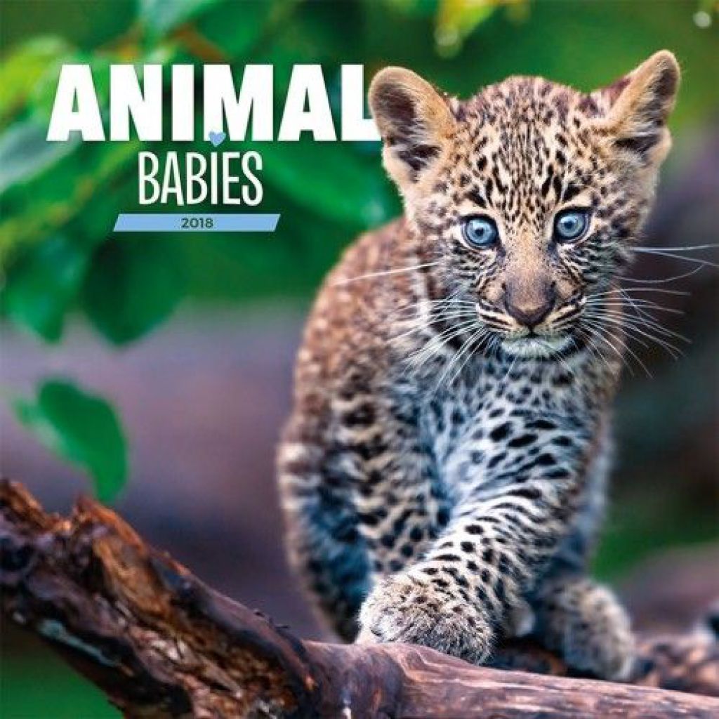Animal Babies 2018 - Naptár